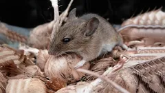 I topi scapperanno: il miglior rimedio casalingo che ti libererà facilmente da un esercito di roditori