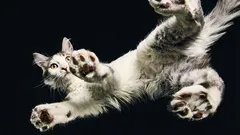 Gli scienziati hanno scoperto come fanno i gatti ad atterrare sempre su quattro zampe