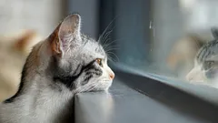 Come fanno i gatti a capire che il padrone sta per tornare a casa: il segreto degli animali domestici