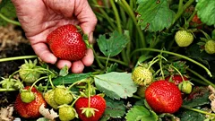 Cosa fare assolutamente con le fragole a marzo: senza questi gesti, niente raccolto estivo