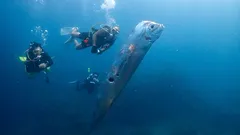 «Non avevo mai visto nulla del genere»: in Messico si sono arenati rari pesci del giorno del giudizio