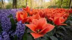 Quali fiori piantare a marzo: le migliori opzioni per un’aiuola estiva dai colori vivaci