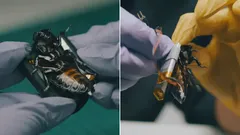 Scarafaggi cyborg entrano in servizio nell’esercito della NATO: di cosa sono capaci?